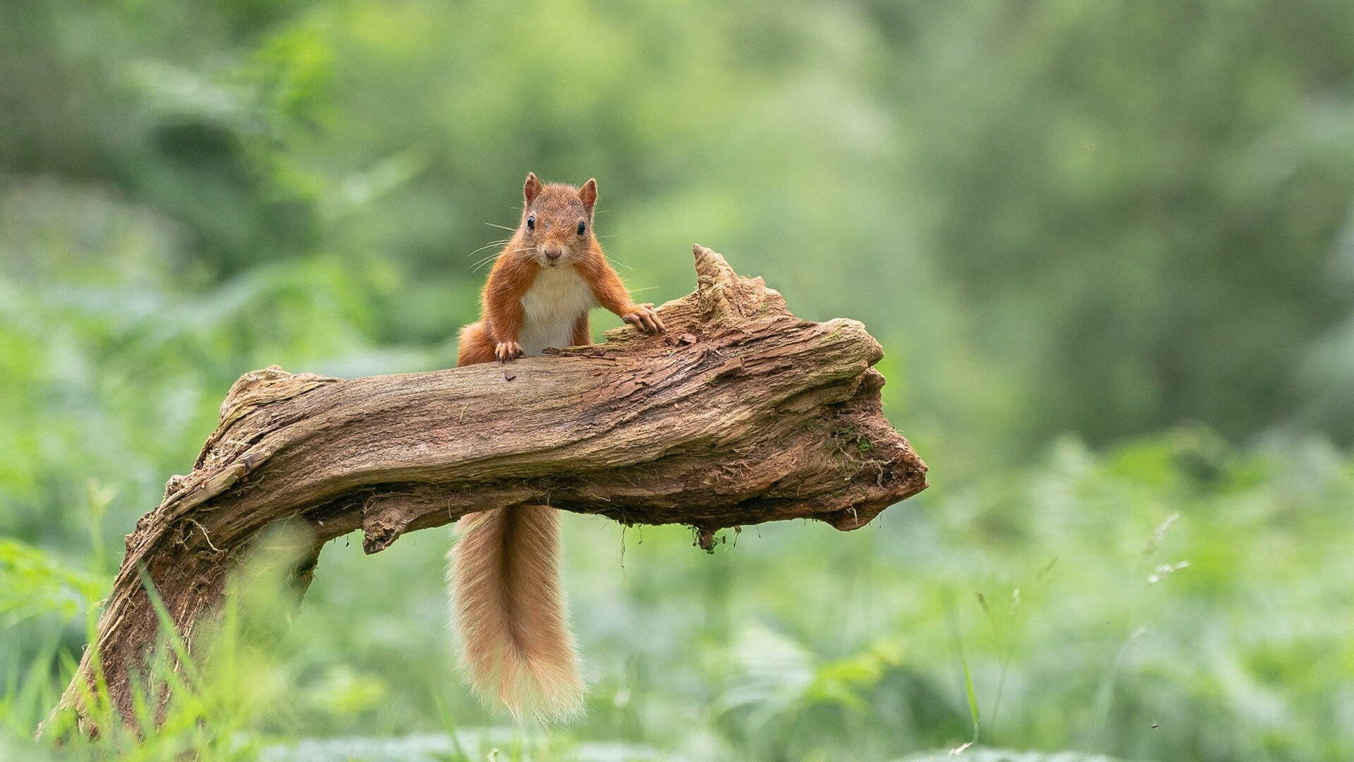 凌晨三点绝杀,她是终结四十年韩国宿命的燃烧之火