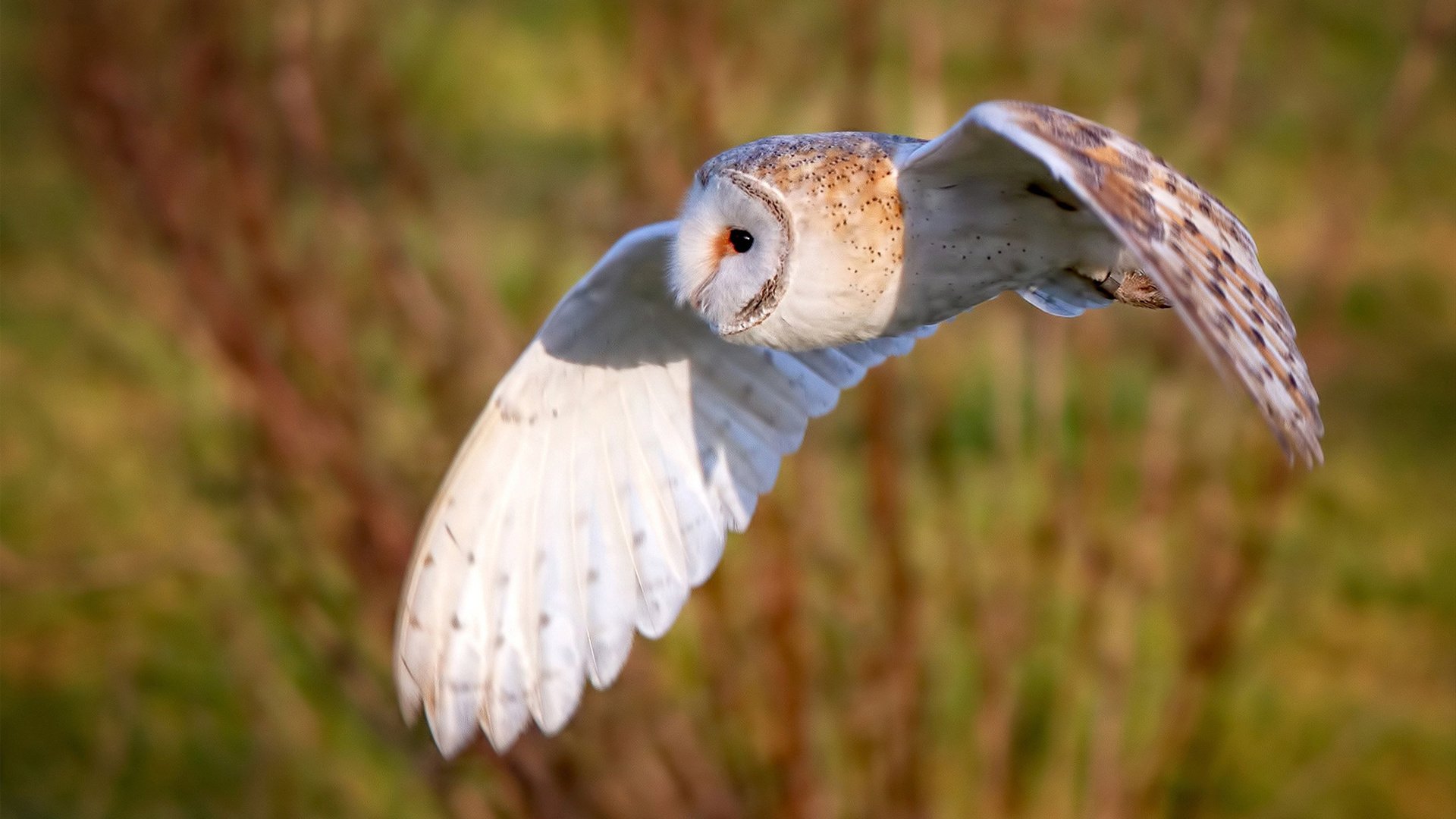 赛道唯一性，迈凯伦横扫红牛，勒克莱尔扛起全队的传奇时刻