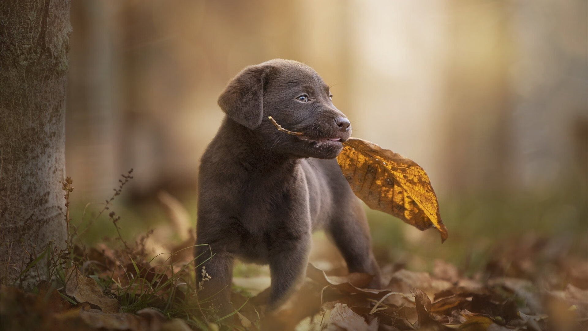 北欧风暴席卷非洲之角,当莱万将赛场化为他的私人画布