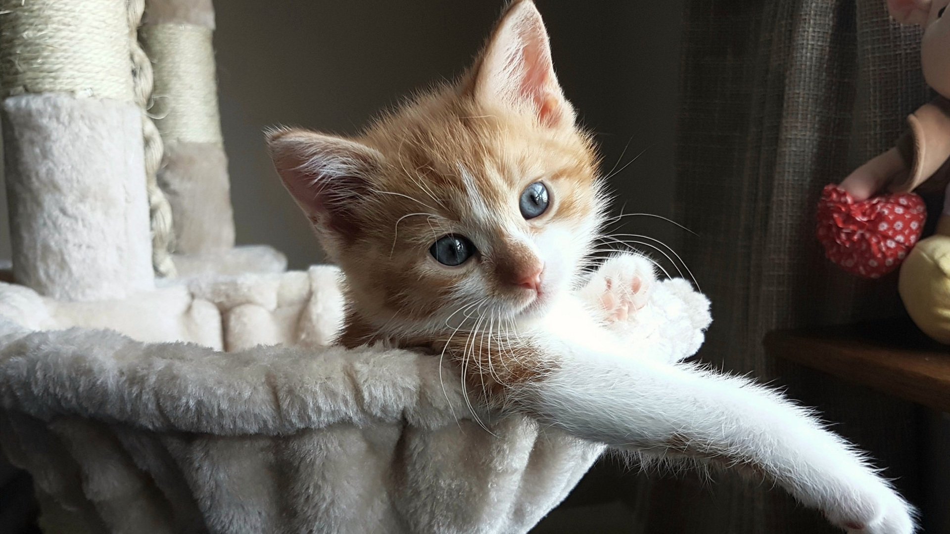 NBA总决赛焦点战，几内亚新星粉碎土耳其豪门的冠军梦