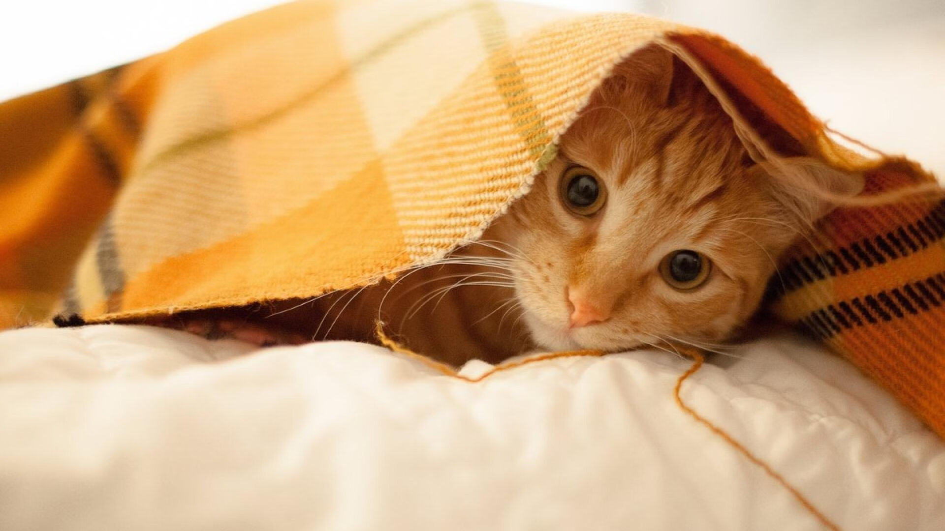 战火重燃，橙色风暴席卷绿茵，莱奥一己之力征服西非之巅