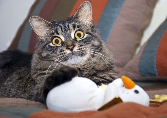 跨界绝杀！当CBA冠军遇上NBA传奇，莫兰特史诗空接点燃疯狂之夜