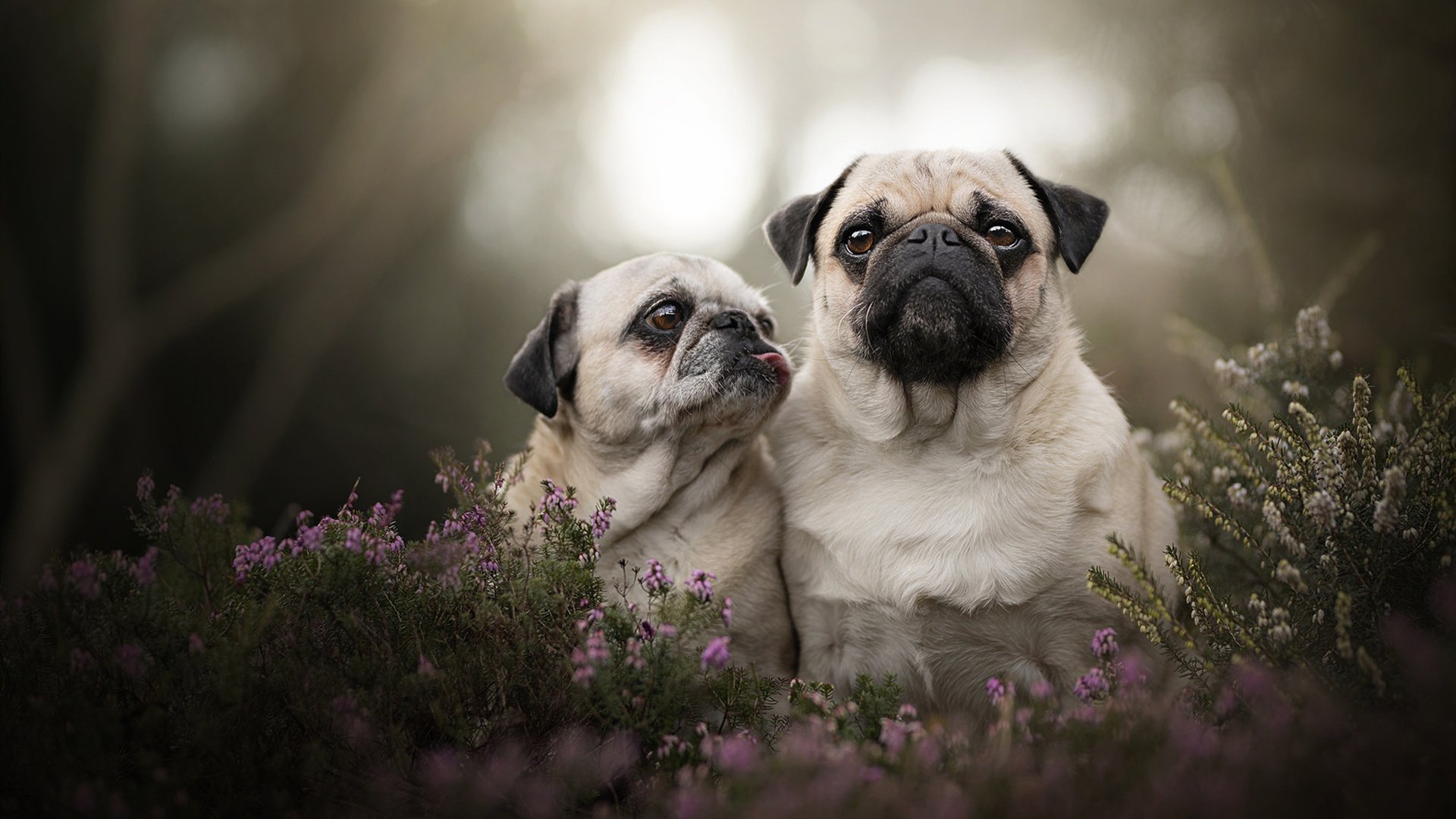 从战壕到舞台，阿什拉夫如何用一记非英格兰式进球，淬炼出新的三狮之魂
