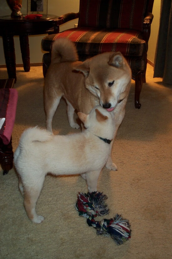 完美绝杀与自我救赎，武切维奇关键战正名，雷霆神奇压哨逆转爵士