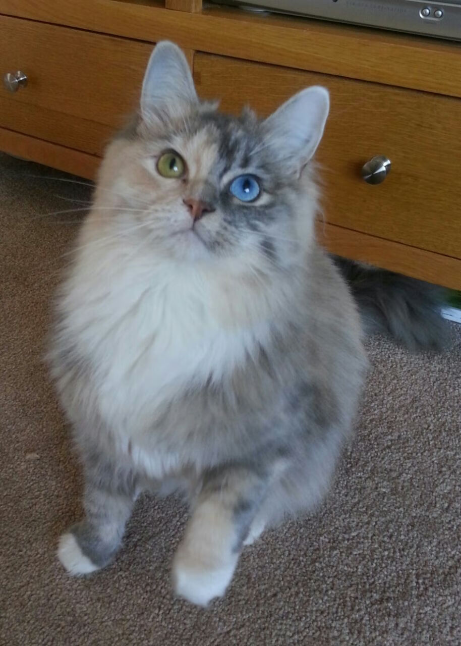 时空交错，当篮球勇士决战英超之巅