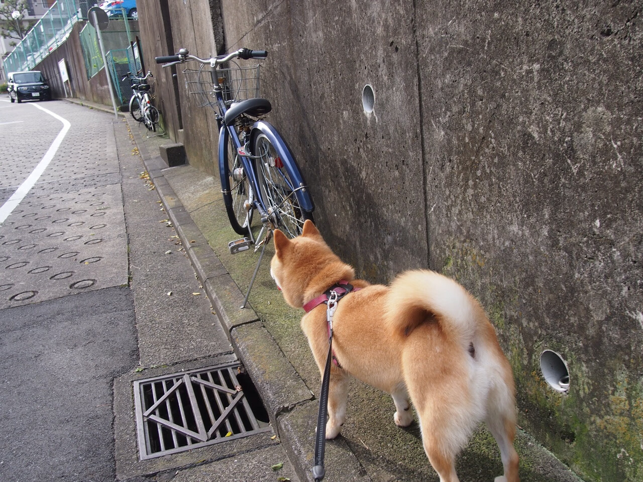战术图谱，掘金火力全开压制上海，拉梅洛·鲍尔化身关键火力点