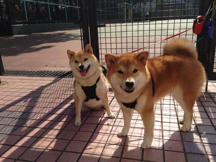 幻影射手降临凤凰山,当克莱·汤普森在跨洋对决中重燃圣火