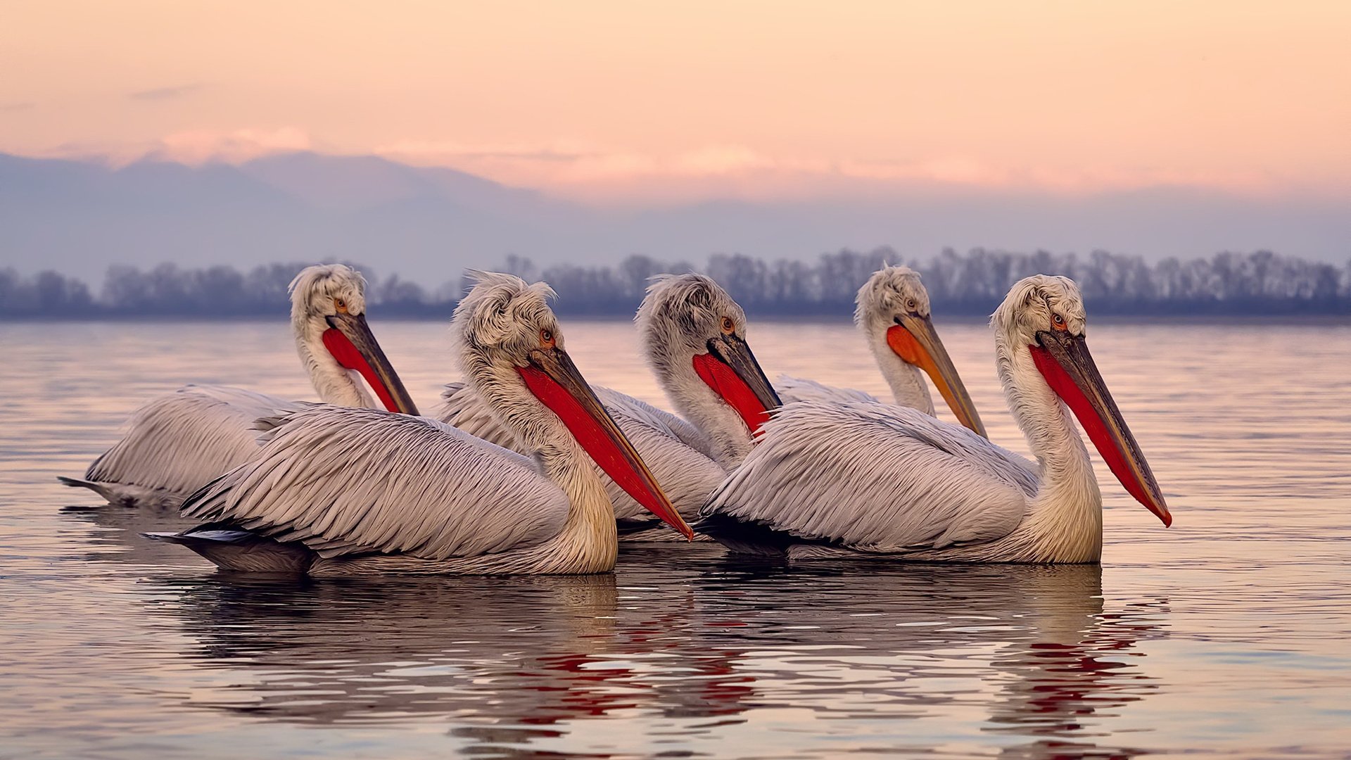 当篮球遇见足球，勒沃库森的NBA总决赛奇幻之旅