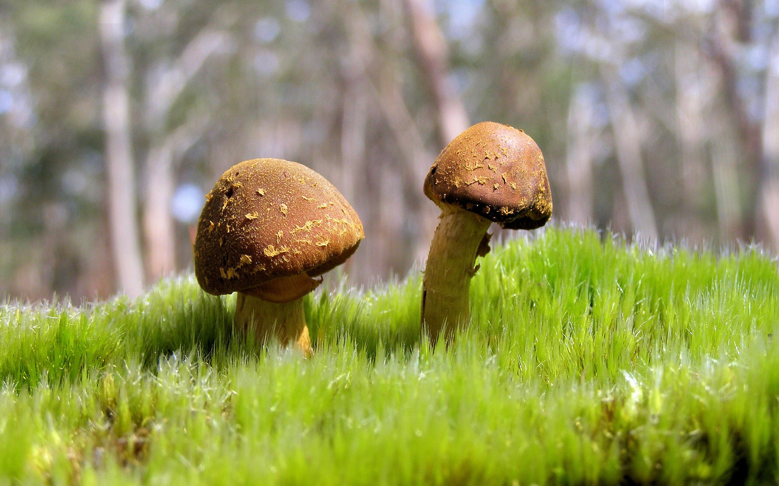 西决生死战之夜，莫兰特在赛后评分界面停留了三分钟