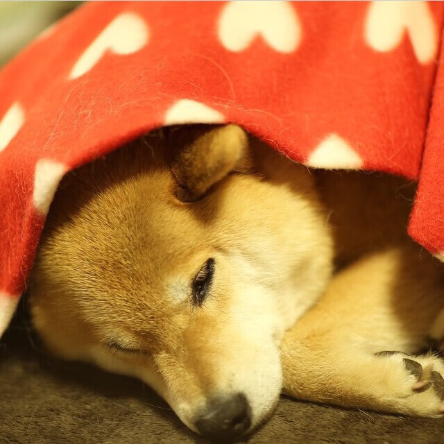 爱游戏大厅-引擎轰鸣与压哨三分，当F1拉斯维加斯街道赛遇见东契奇的制胜魔术