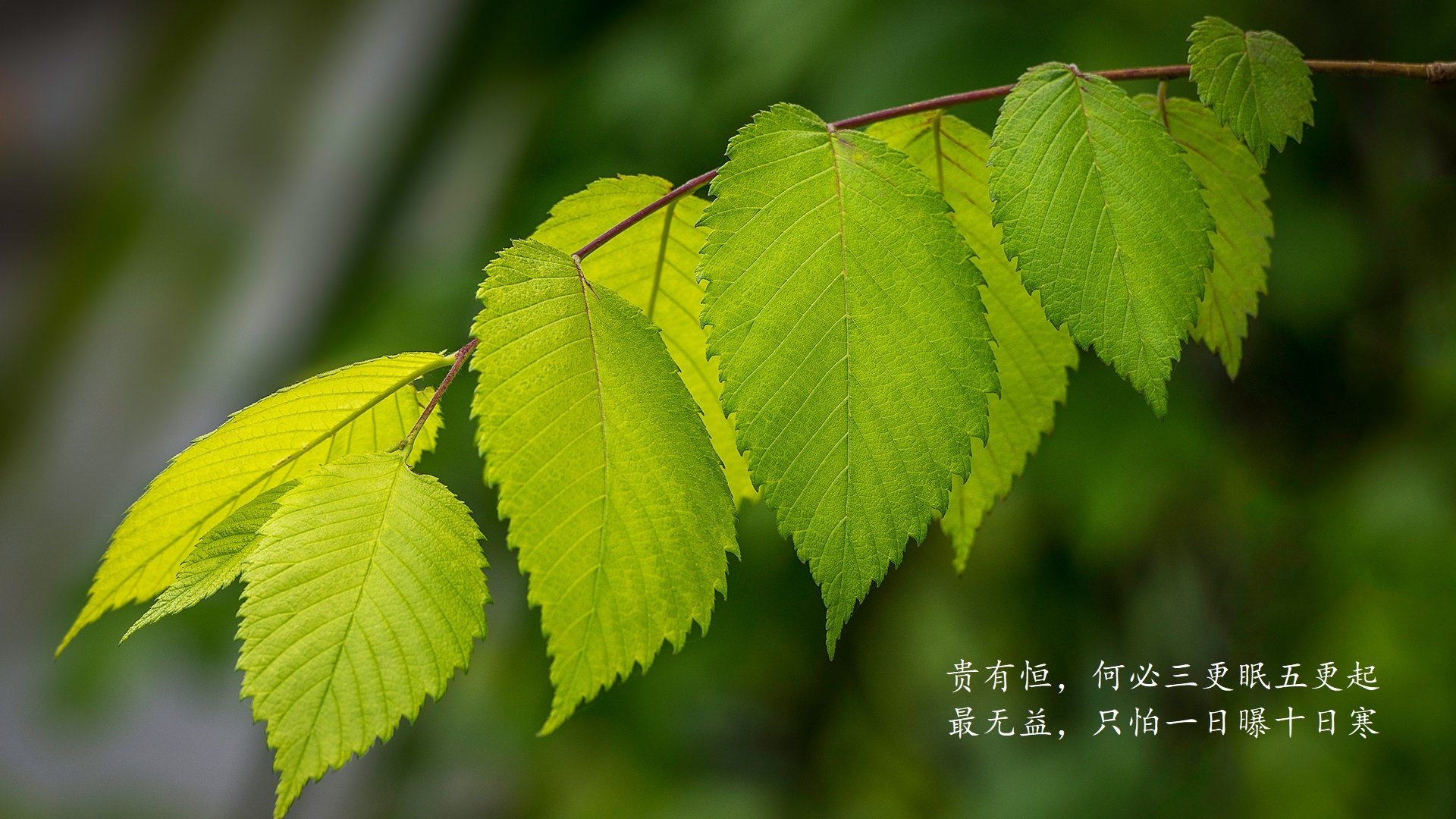 蓝衣军团的枫叶闪电，2026世界杯，阿方索·戴维斯如何用一己之力碾压潘帕斯雄鹰，改写豪门恩怨录